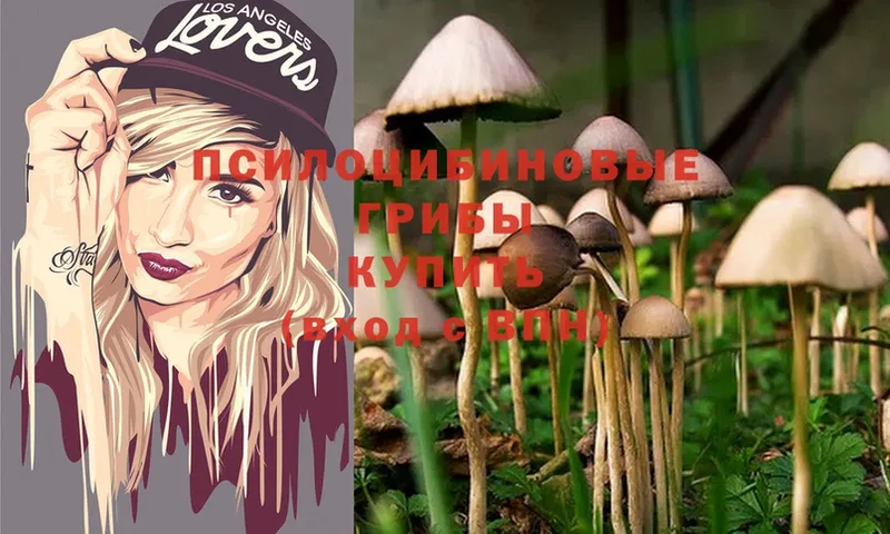 Галлюциногенные грибы Psilocybe  купить закладку  МЕГА ссылка  Буй 